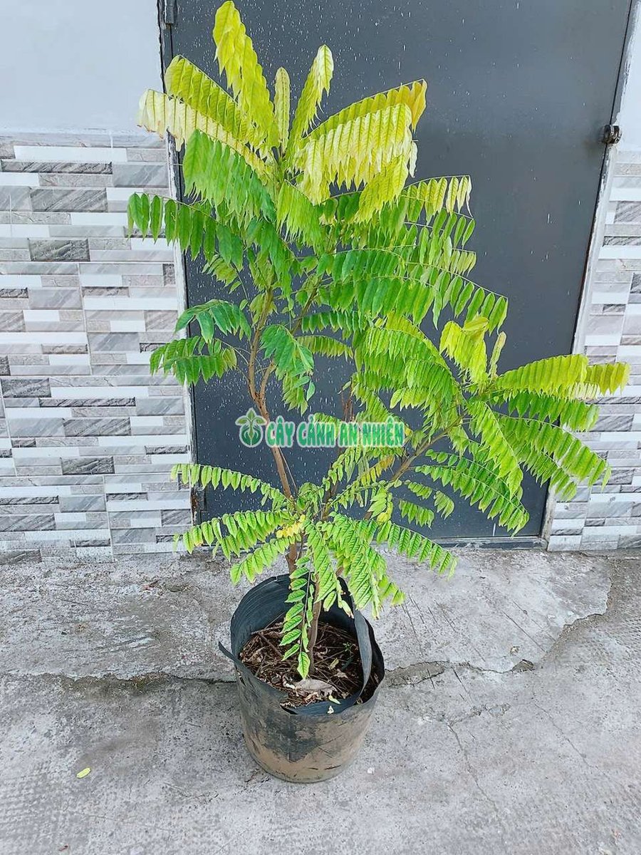 Cây Khế Tàu (khế tây, khế chuột hay khế dưa)