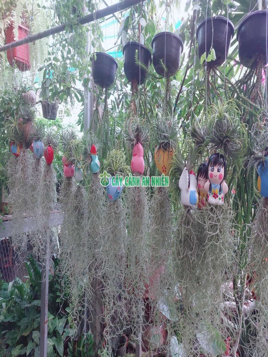 Cây Không Khí