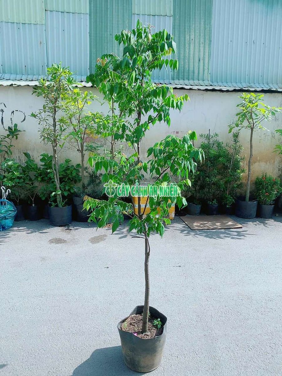 Cây Khế Lớn Cao 2m