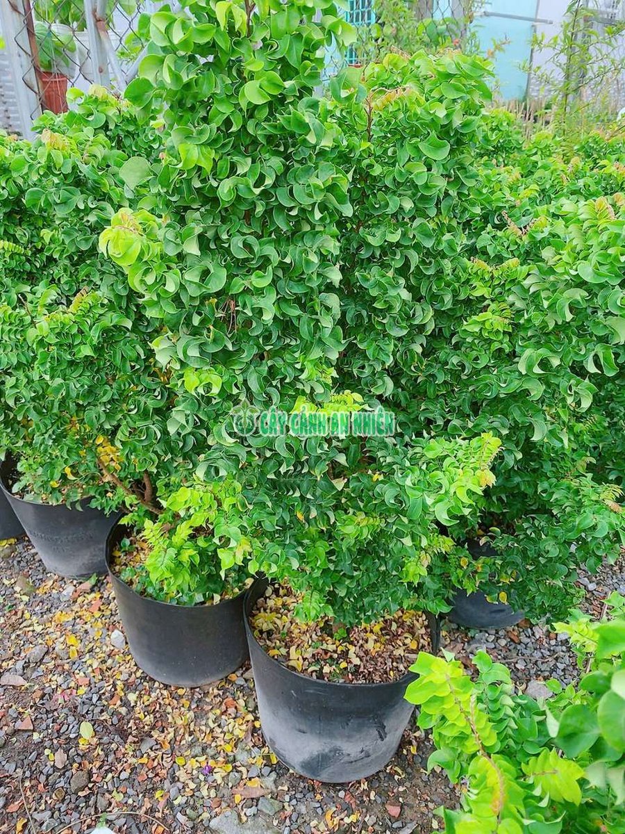 Cây Khế Ngọt Lá Xoắn