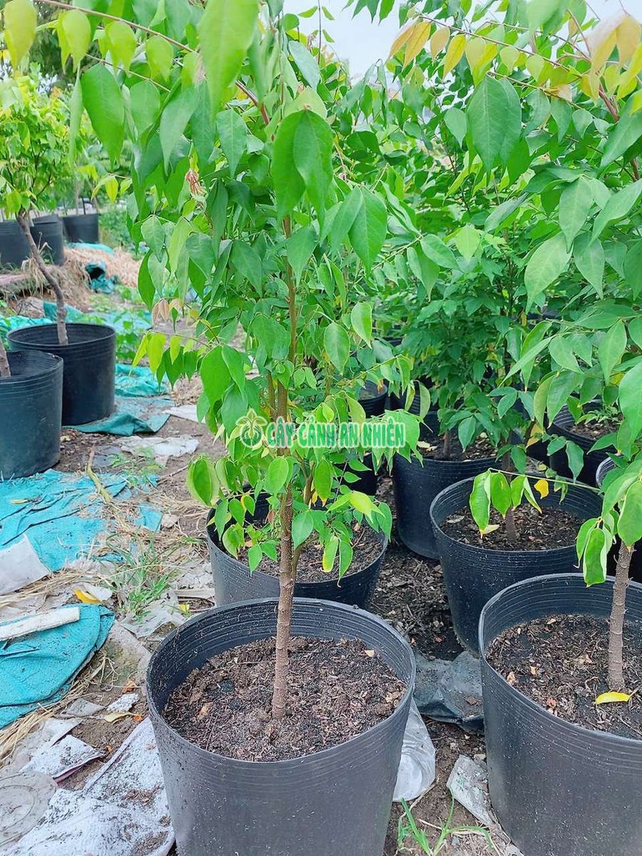 Cây Khế Ngọt Gieo Hạt 80-100cm