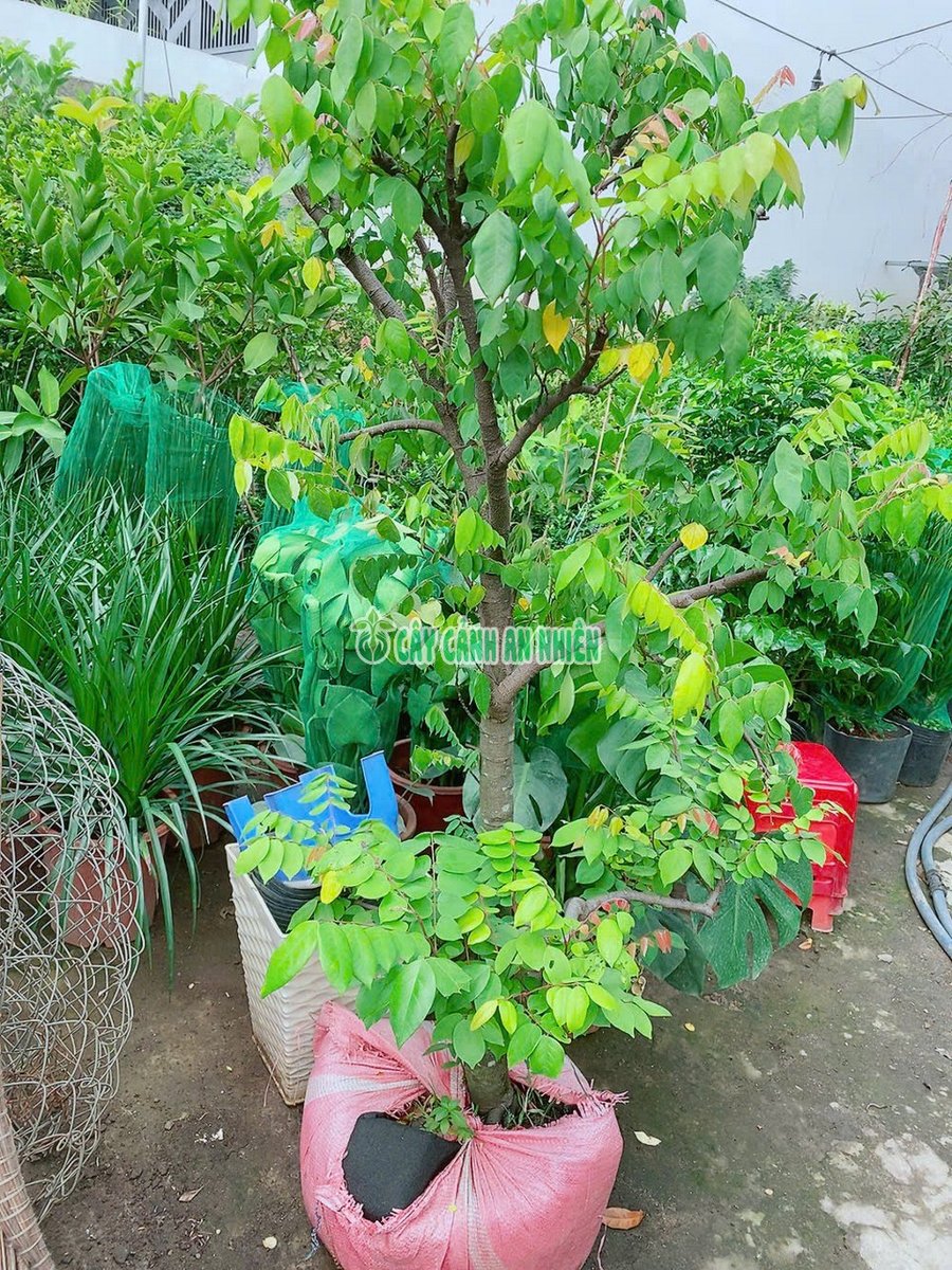 Cây Khế Lớn Cao Hơn 2m