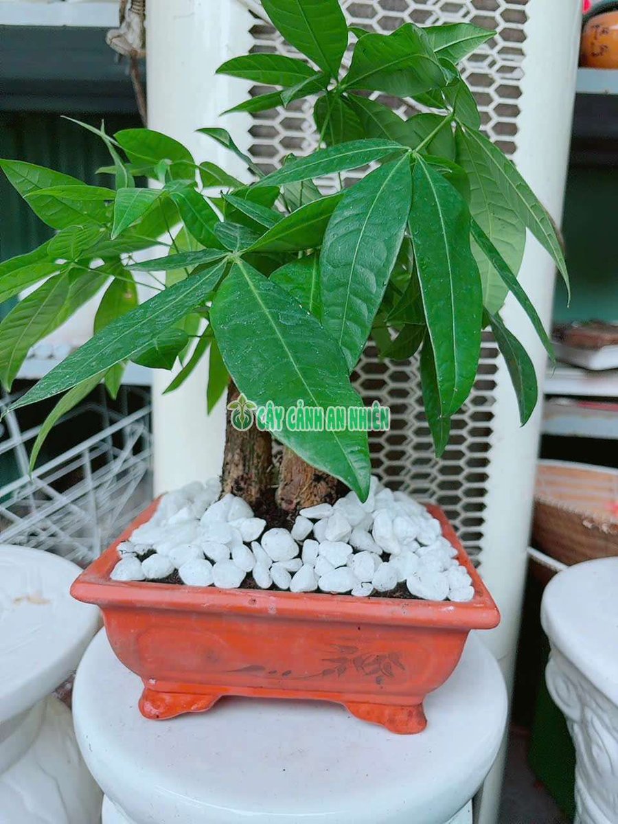 Kim Ngân 3 Thân Kèm Chậu Gốm