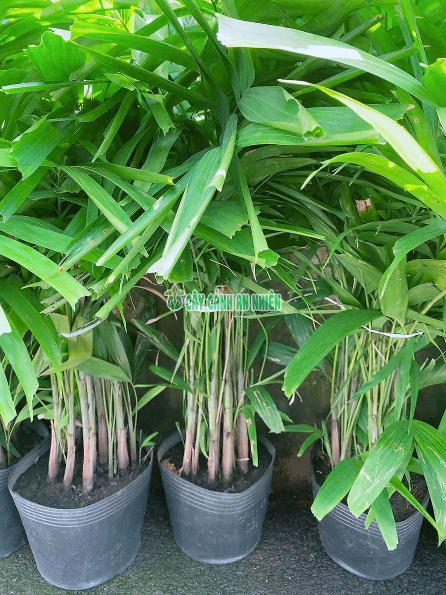 Cây Cau Mây Đẹp Cao 1m2