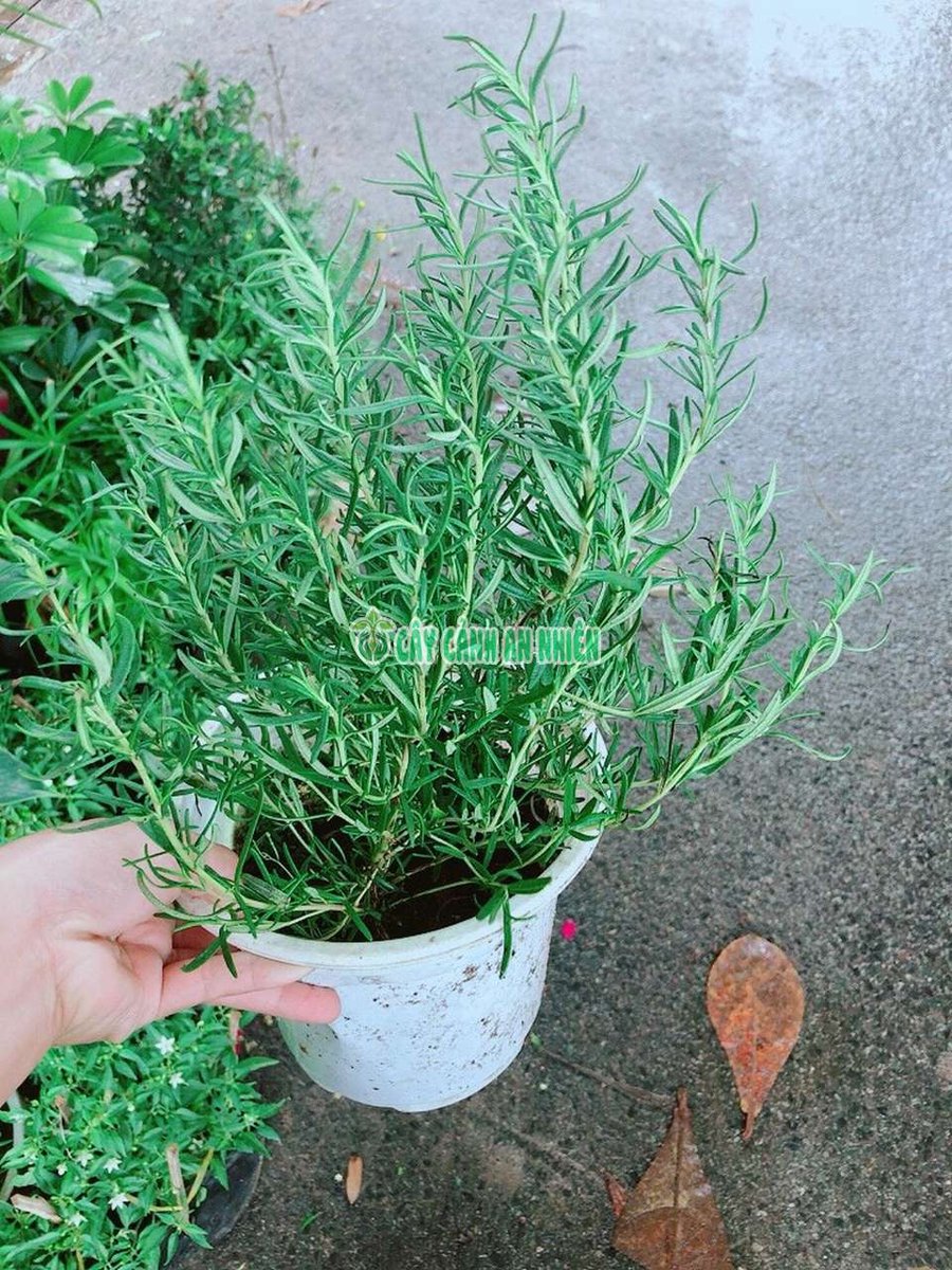 Cây Hương Thảo
