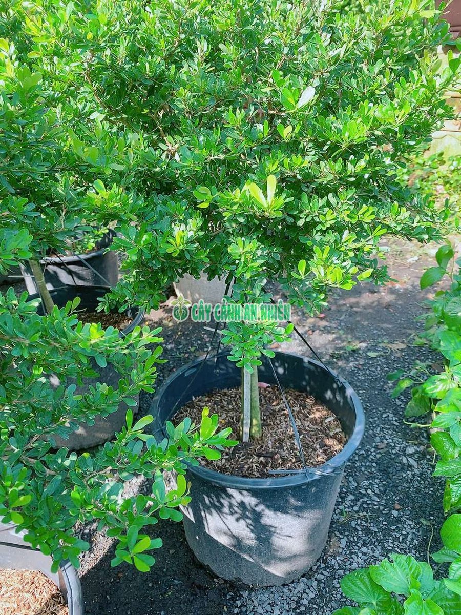 Linh Sam Dáng Tree 1 cốt 1m