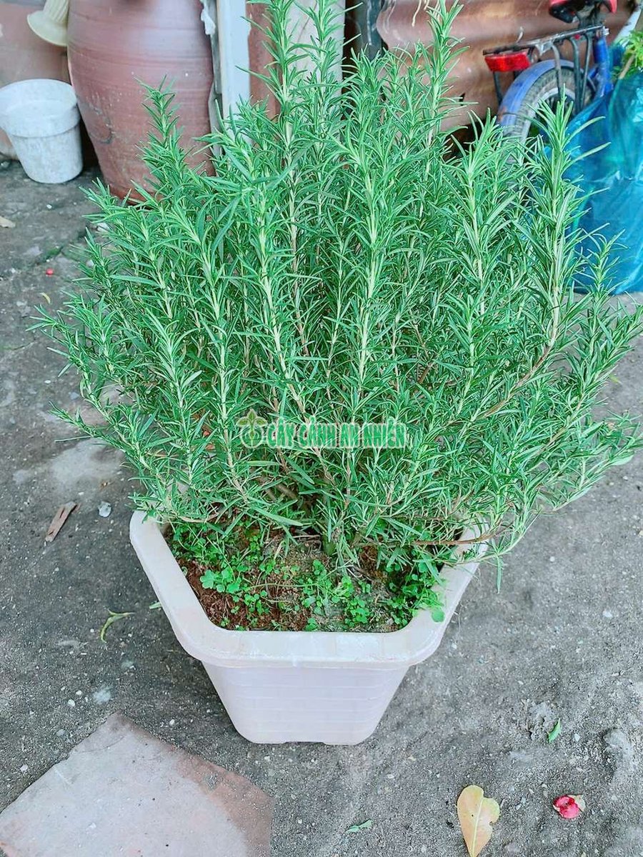 Chậu Hương Thảo Lớn