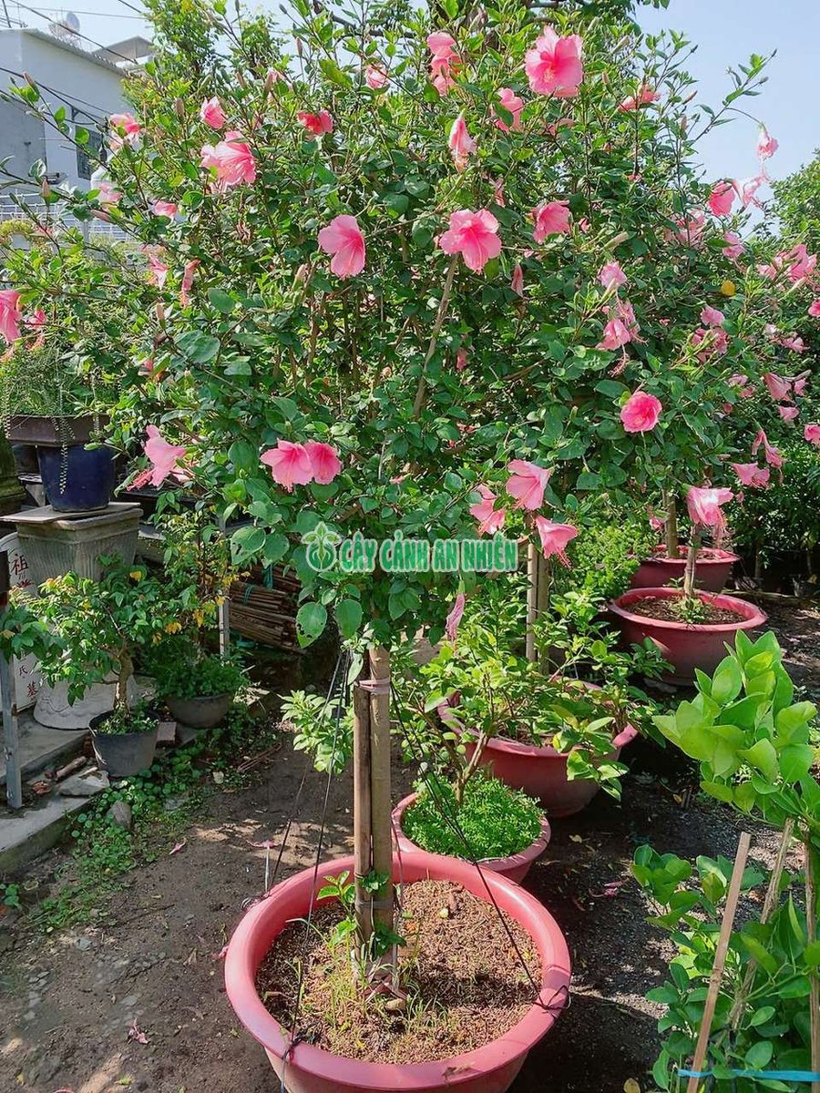 Hoa Bụt Cánh Đơn Hàng Đẹp 2m