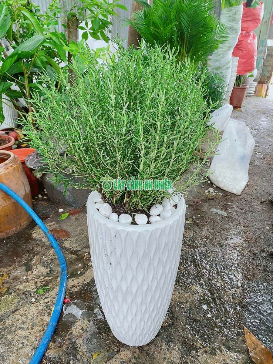 Hương Thảo Kèm Chậu Sứ cao 80-100cm
