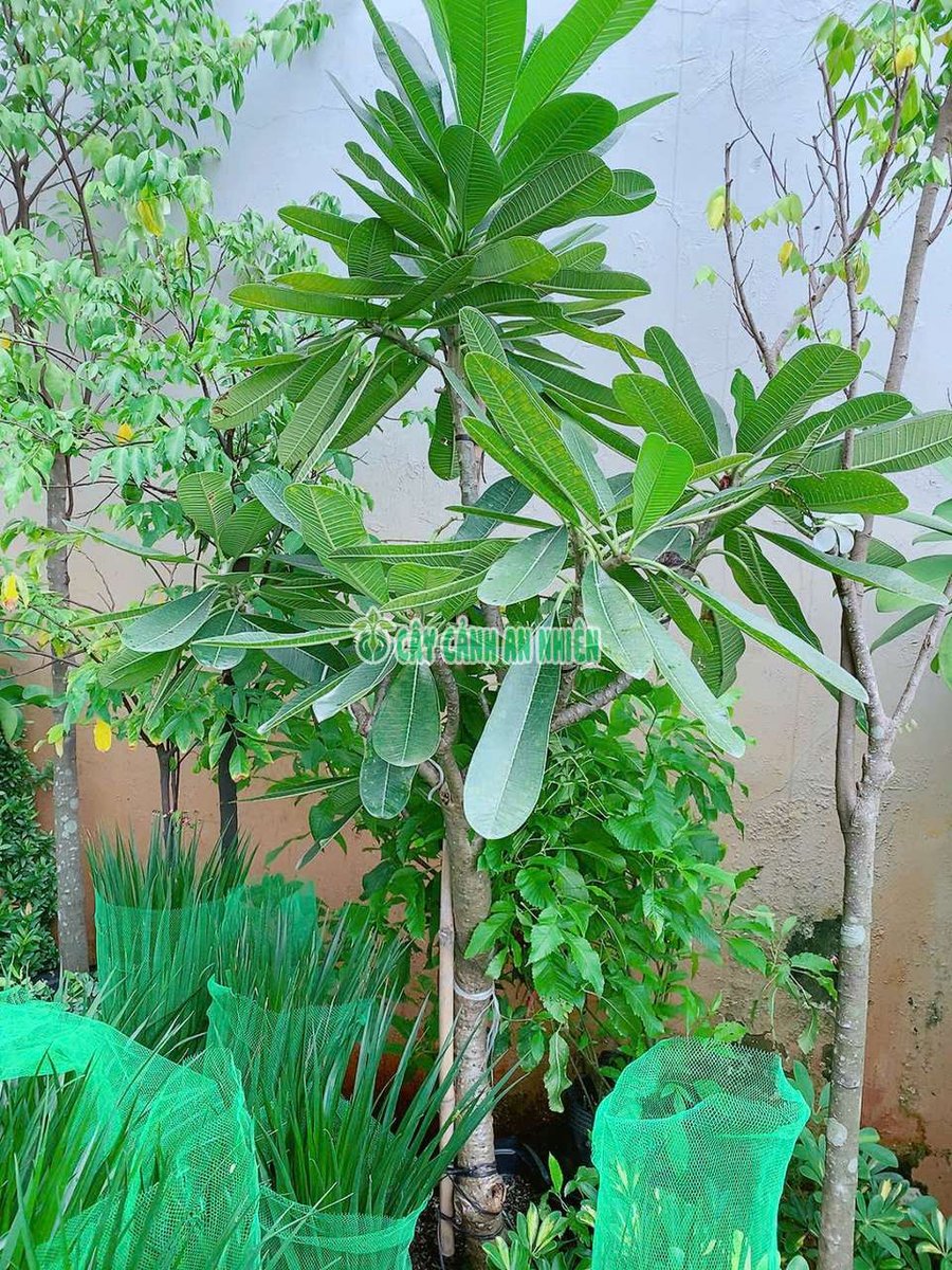 Cây Sứ Cùi Lớn