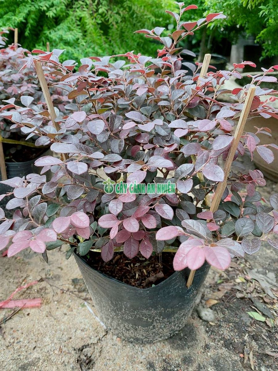 Cây Hồng Phụng 35cm
