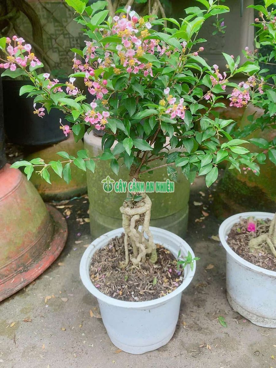 Hồng Ngọc Mai 35cm