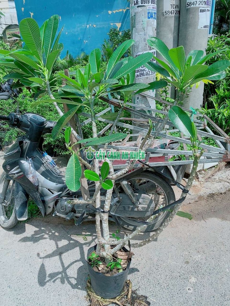 Cây Sứ Cùi 1m