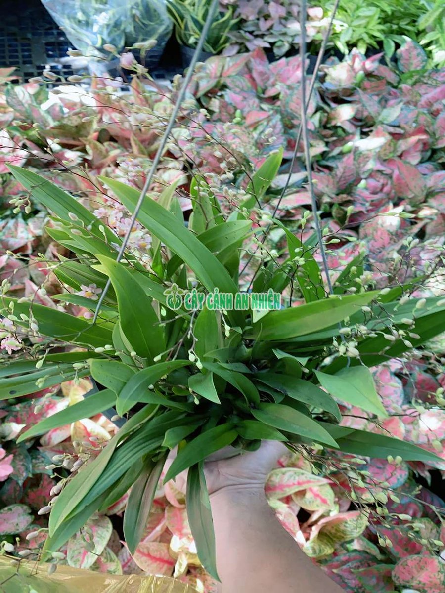 Lan Vũ Nữ Hồng Lâu Mộng