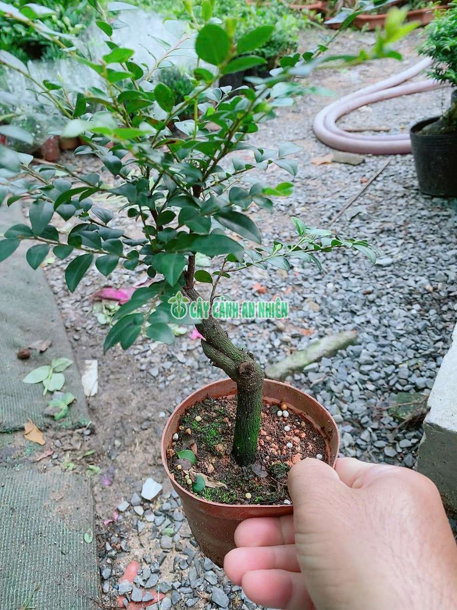 Cây Tùng Đen