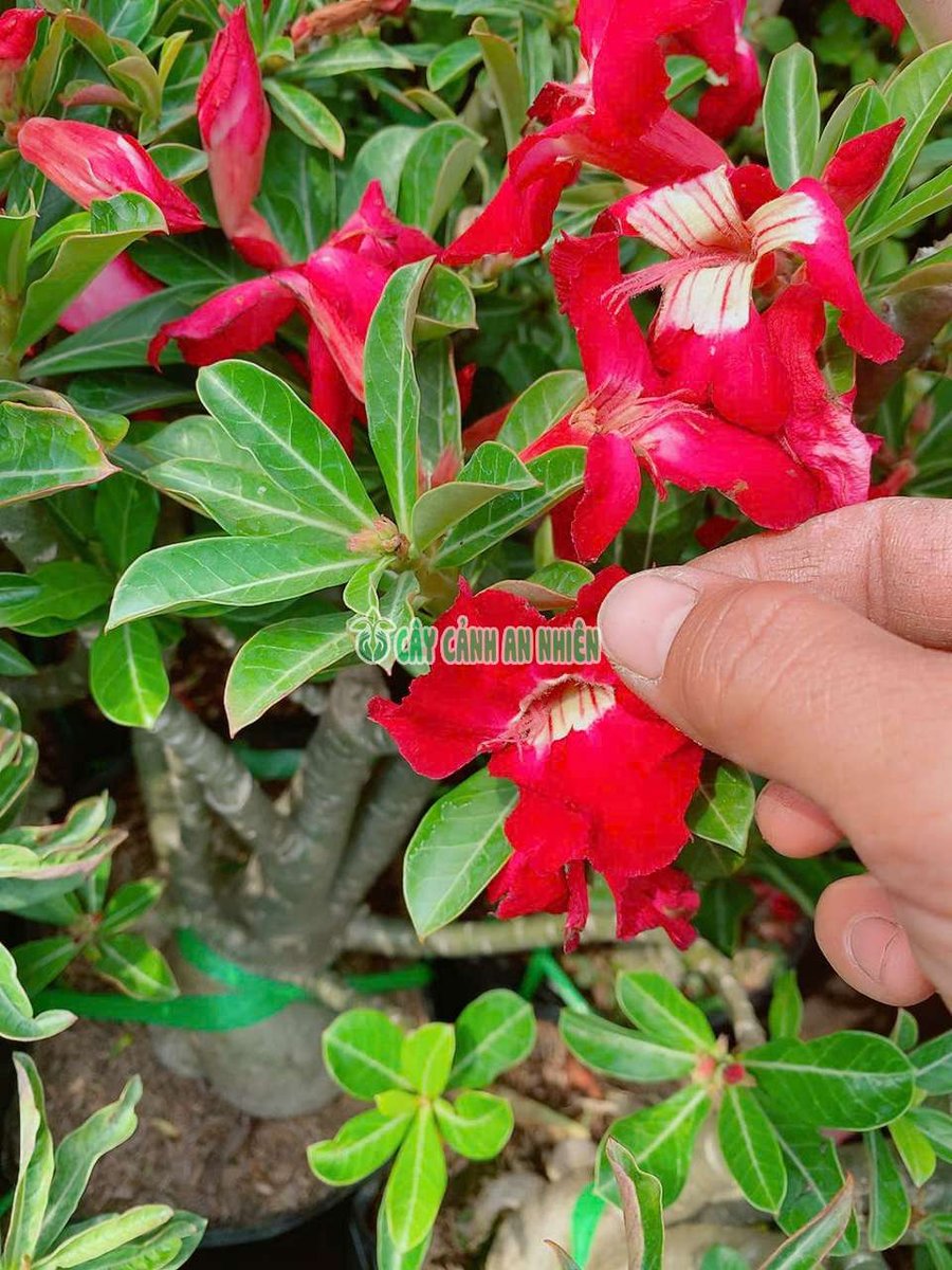 Cây Hoa Sứ Đỏ Cánh Đơn