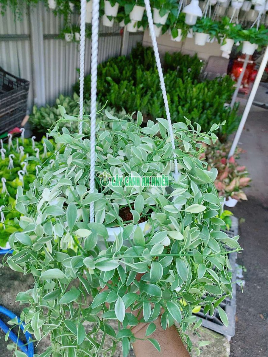 Cây Hạt Dưa (hay còn gọi là lan hạt dưa, lan đô la)