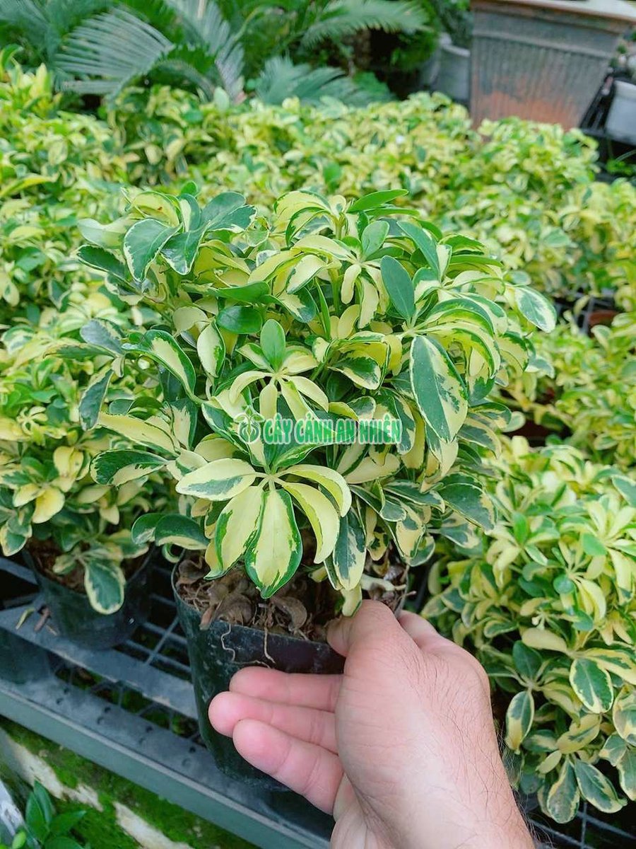 Cây Ngũ Gia Bì Cẩm Thạch