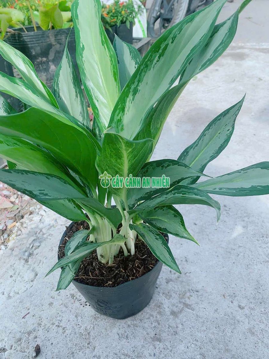 Cây Giữ Tiền Lá Lớn