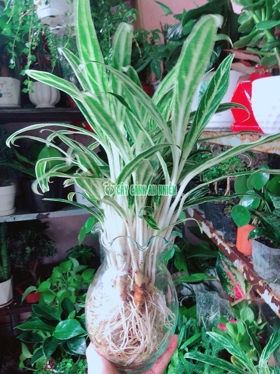 Cây Giữ Tiền Kèm Chậu Trồng Thủy Sinh