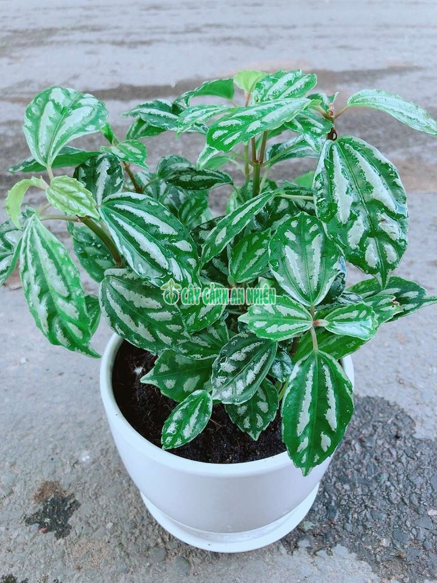 Cây Sao Băng Hay Hổ Nhĩ Trắng Hoặc Cây Lá Bạc