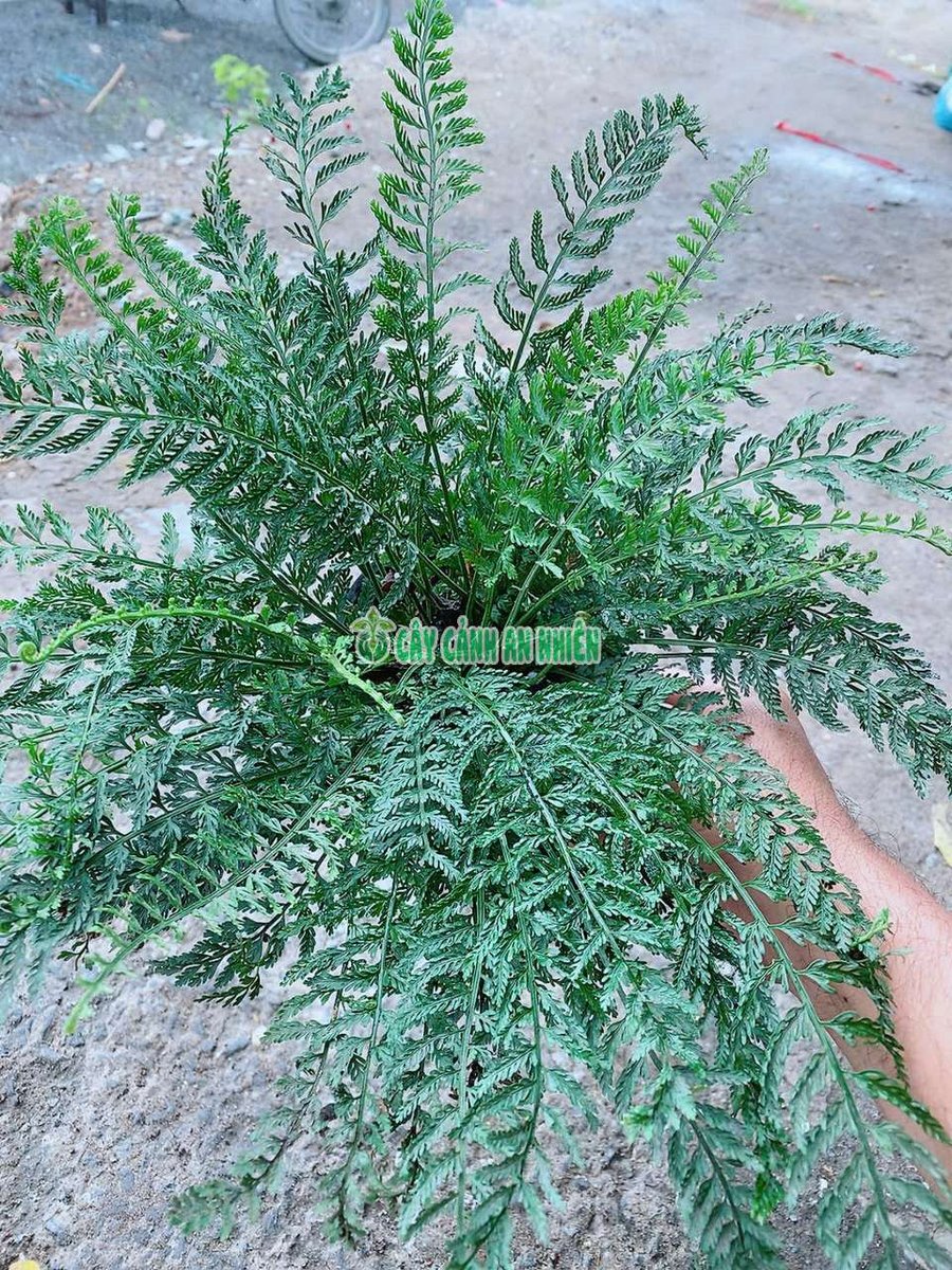 Cây Dương Xỉ Pháp