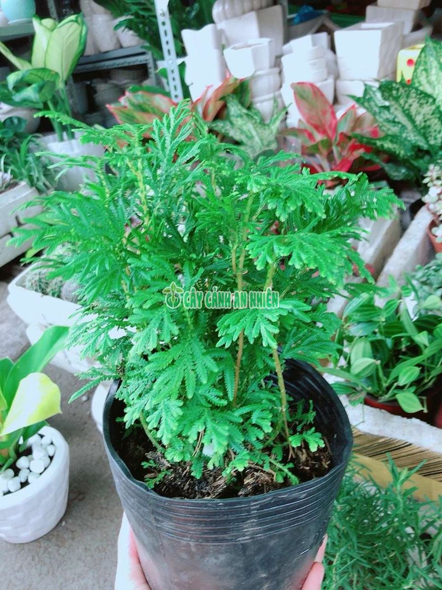 Cây Dương Xỉ Rêu (còn gọi là rêu dương xỉ, rêu san hô hay uyển bá)