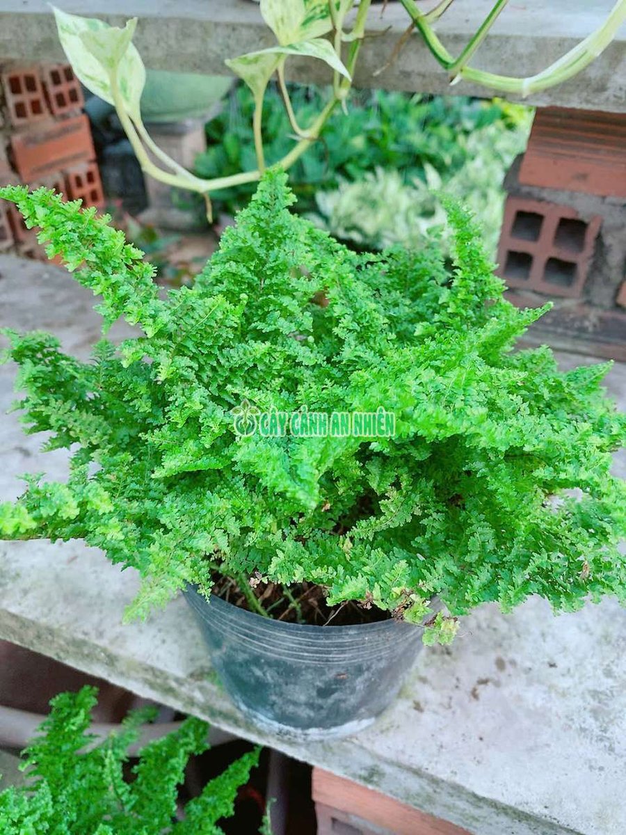 Cây Dương Xỉ Đá (hay còn gọi là dương xỉ lá nhuyễn)