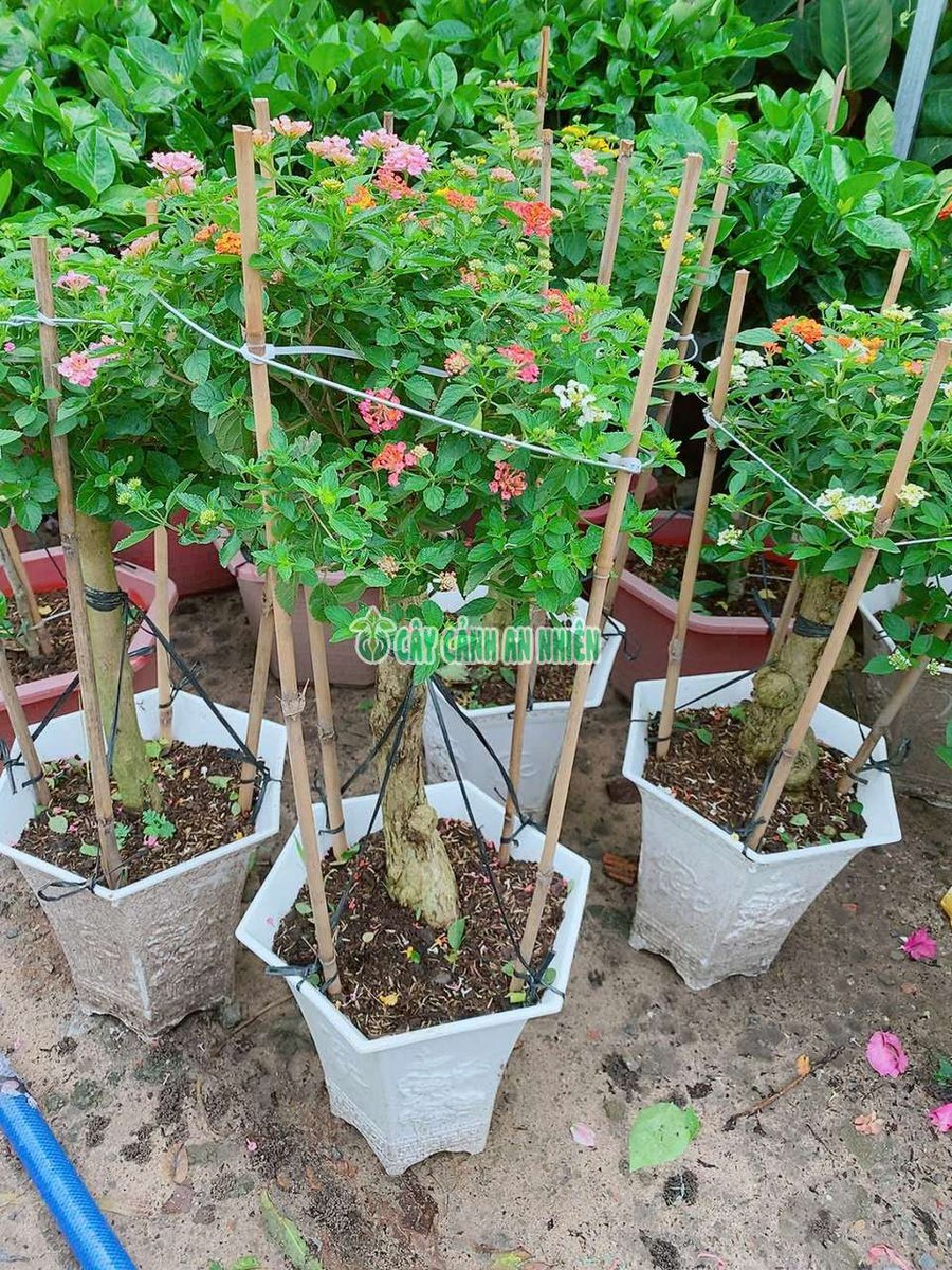 Cây Trâm Ổi Mix 80-90cm