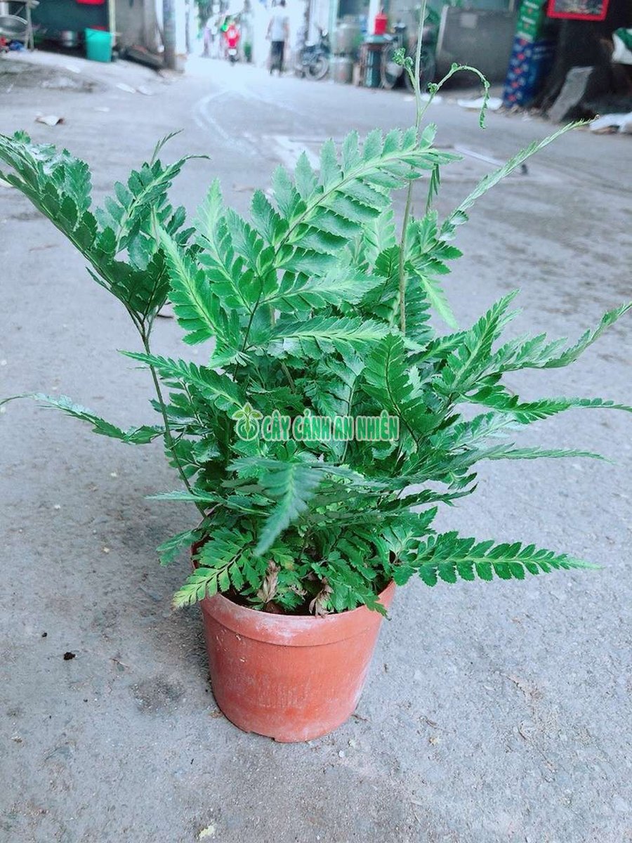 Cây Dương Xỉ Lá Nhám