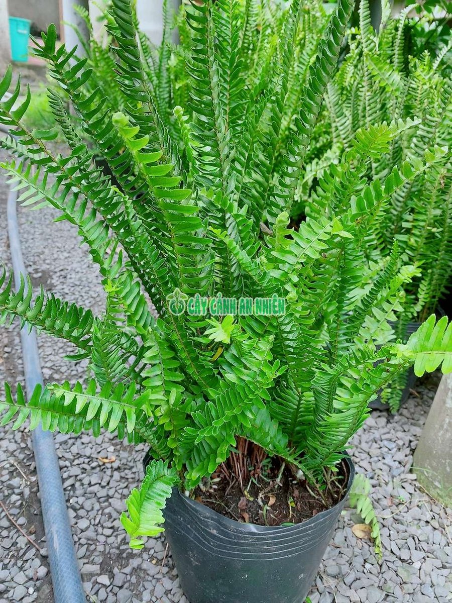 Cây Dương Xỉ Lá Me