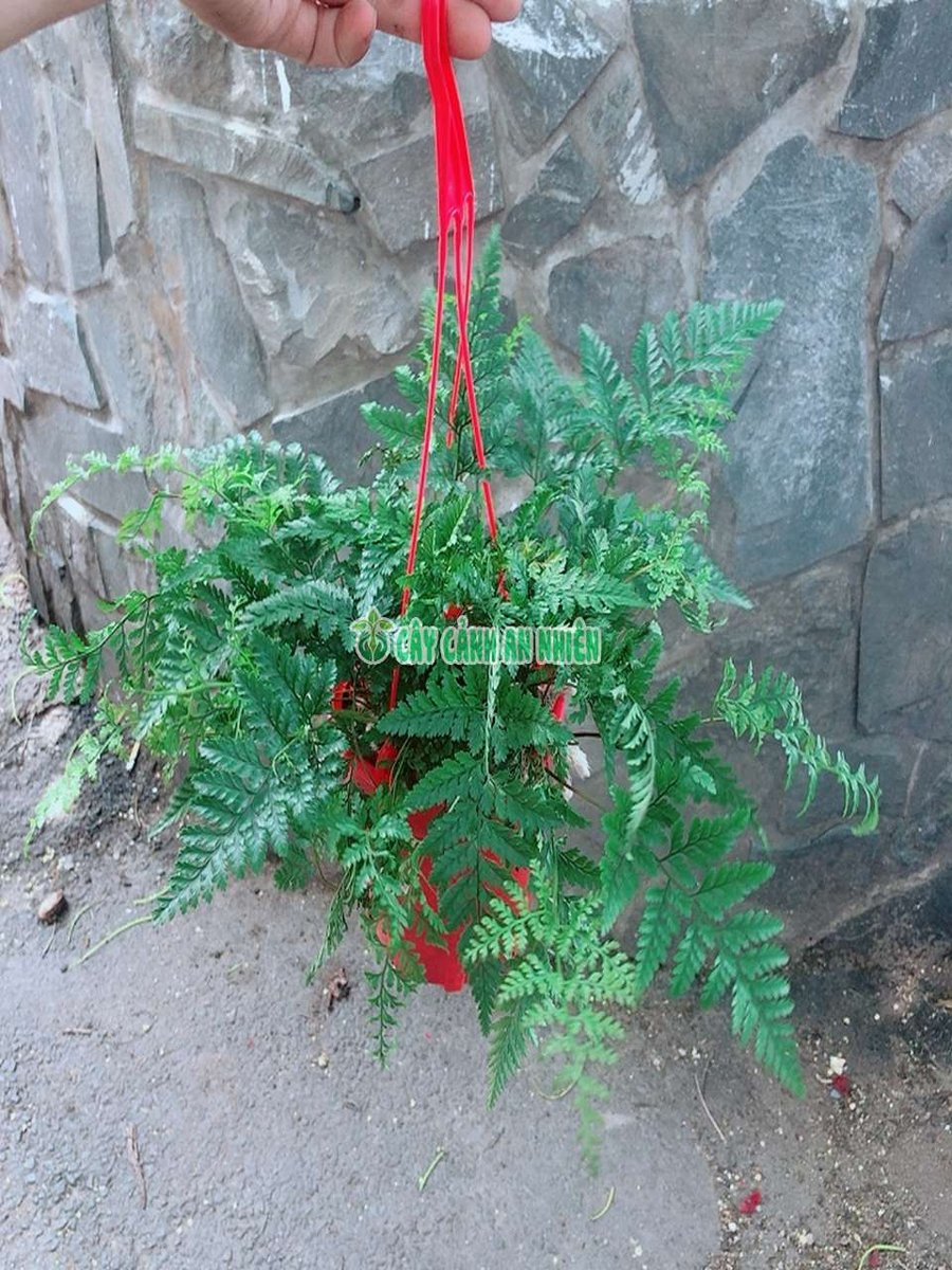 Cây Dương Xỉ Chân Thỏ