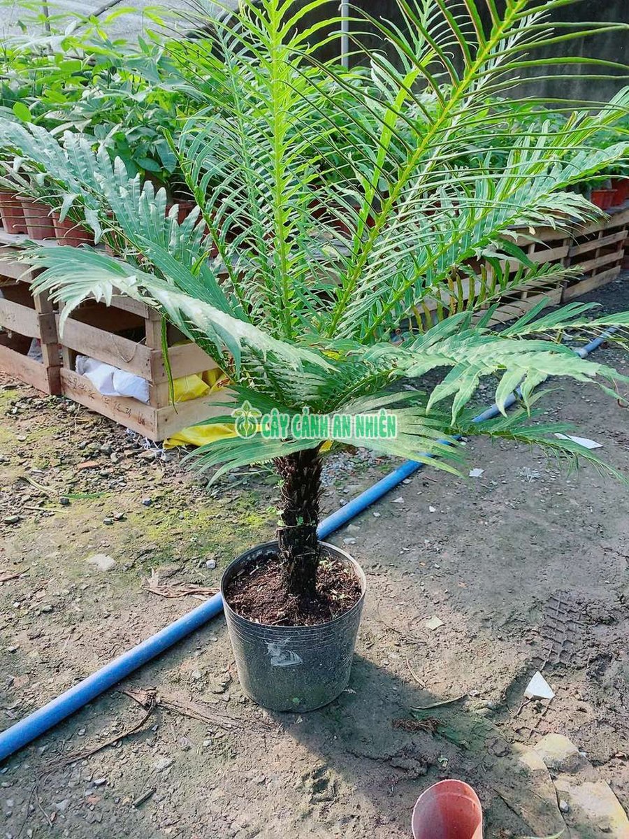 Dương Xỉ Khổng Tước Thân Gỗ (Dương Xỉ Hạnh Phúc 60-80cm)