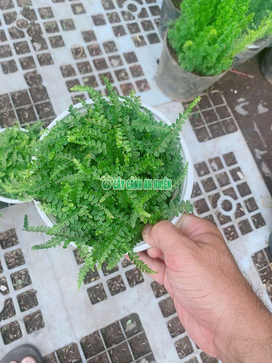 Dương Xỉ Cút Áo