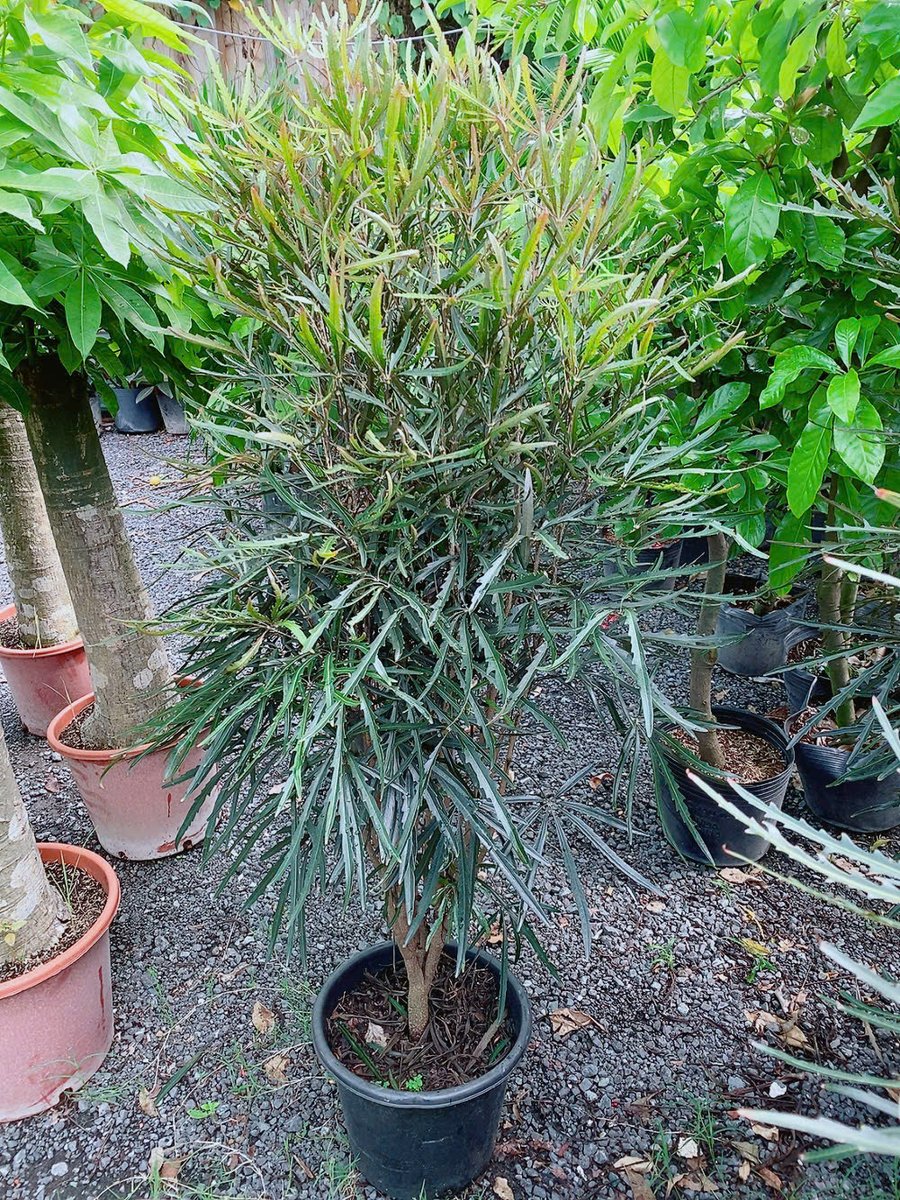 Cây Khổng Tước Lá Nhỏ 1m5