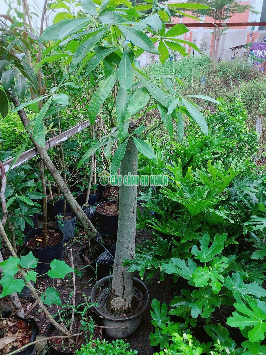 Cây Kim Ngân Một Thân (1 Cốt)
