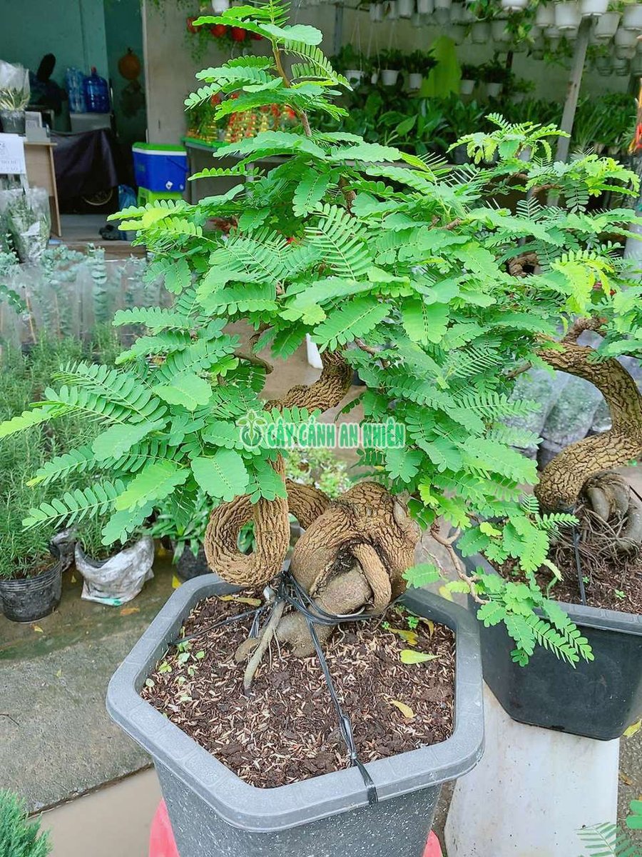 Cây Me Bonsai Đẹp