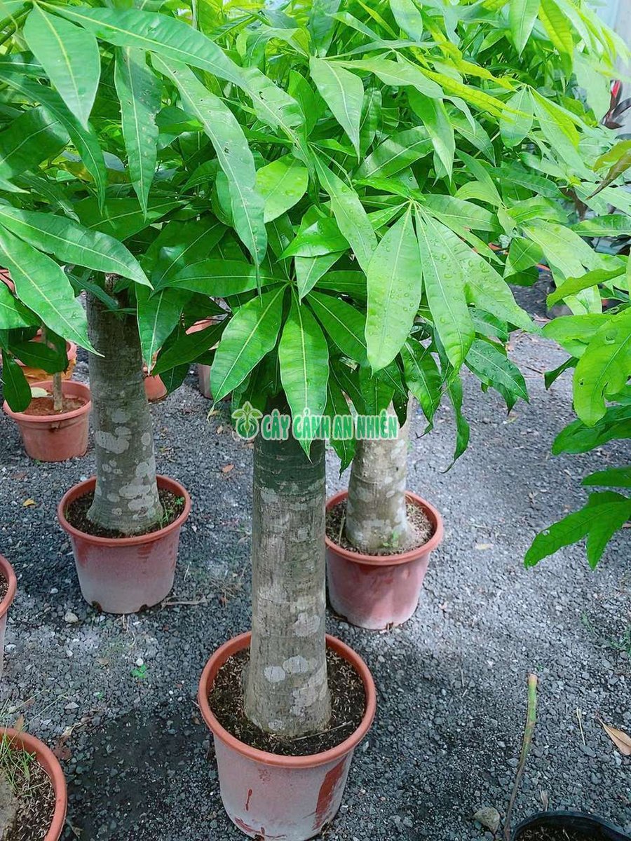 Cây Kim Ngân 1 Thân Lớn 1m6