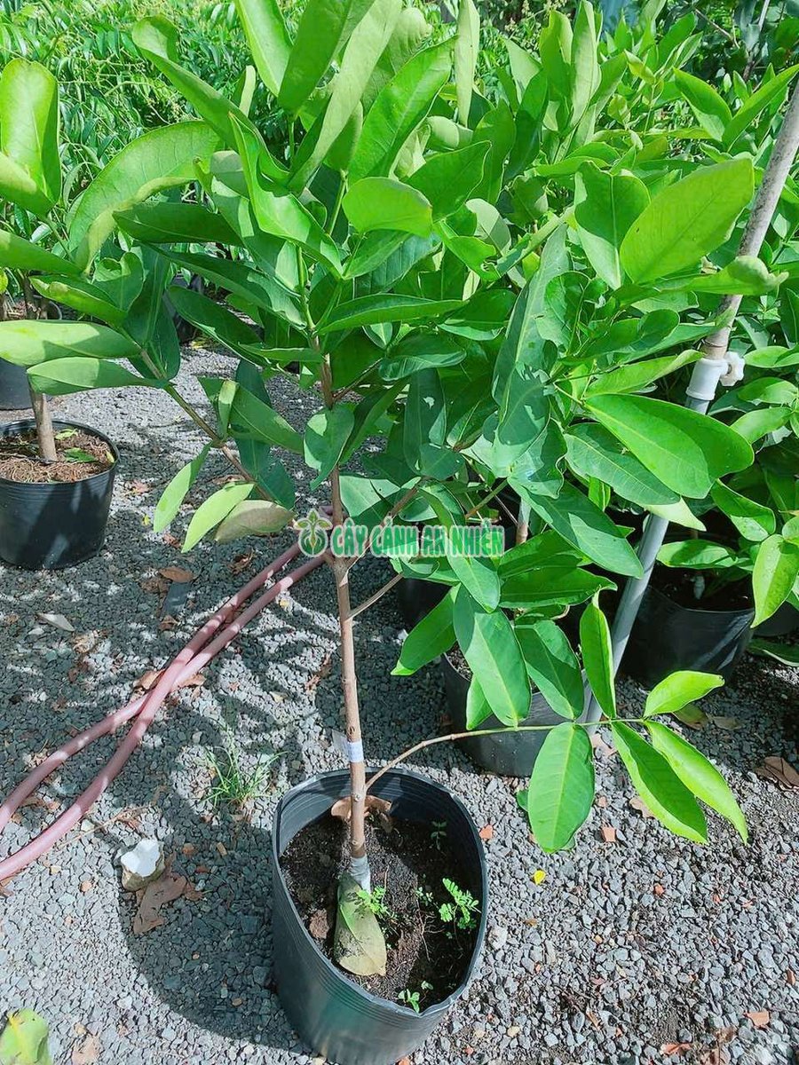 Cây Mận Xanh Đường (Roi Xanh Đường)