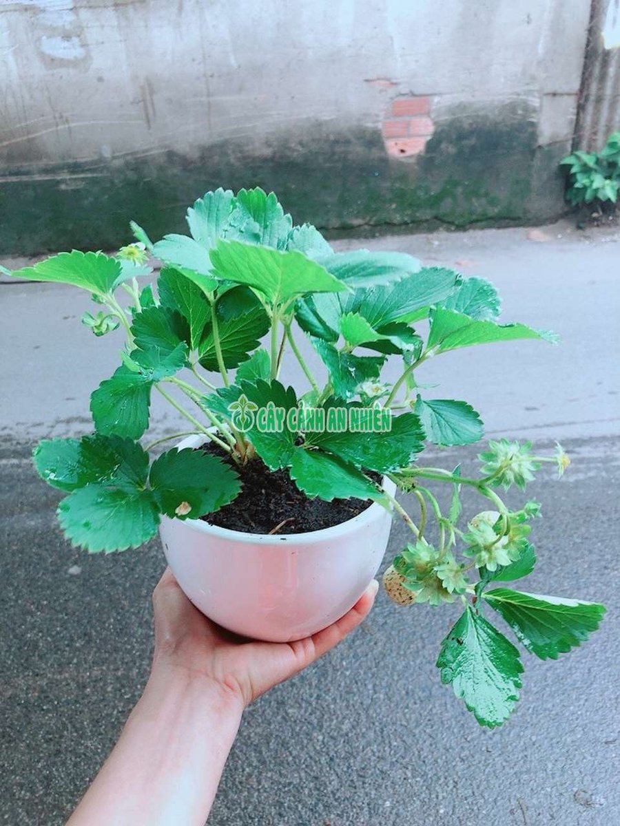 Chậu Cây Dâu Tây