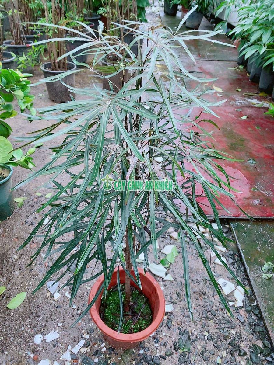 Cây Khổng Tước Đẹp Cao 60-70cm