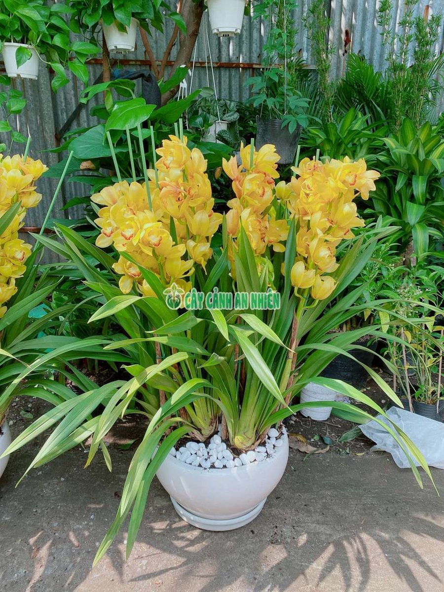 Chậu Cây Địa Lan Vàng
