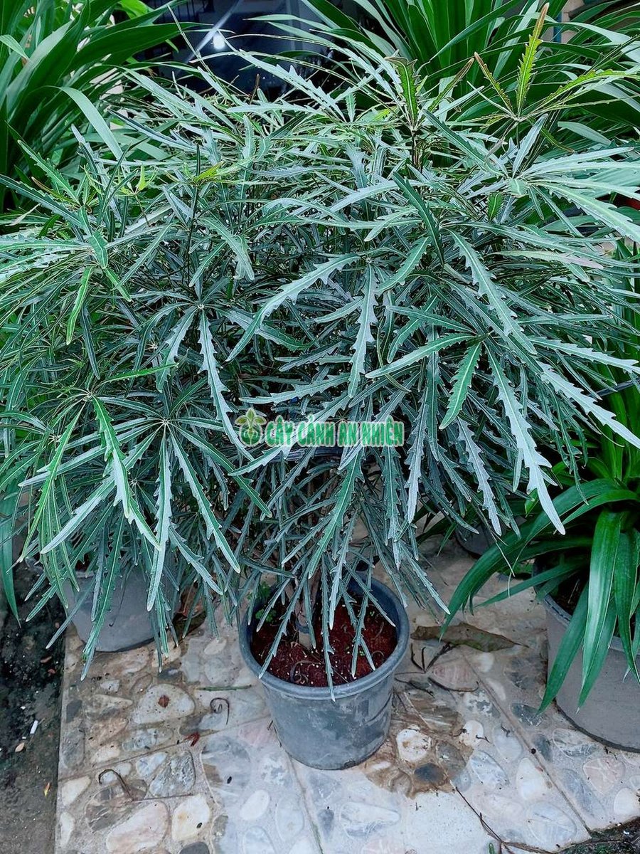 Cây Khổng Tước Đẹp 90-100cm