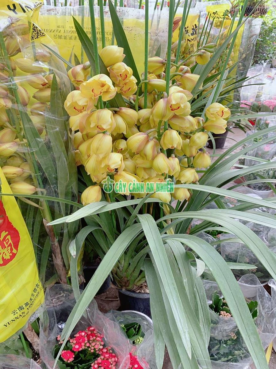 Cây Địa Lan Vàng