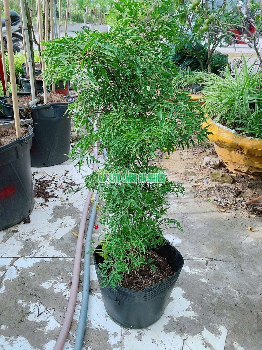 Cây Đinh Lăng Lớn 80-100cm