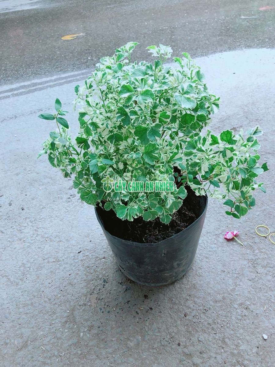Cây Đinh Lăng Cẩm Thạch