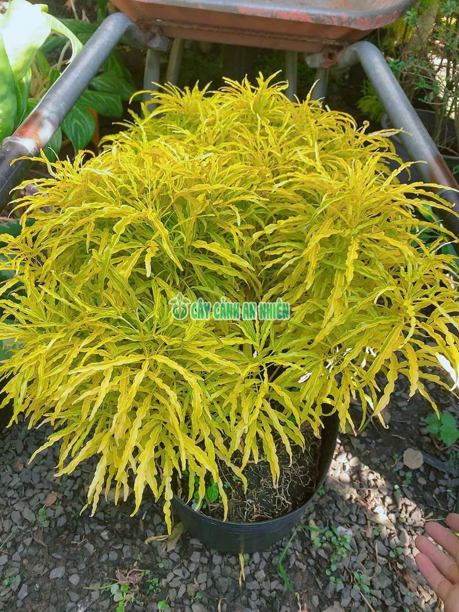 Cây Đinh Lăng Lá Vàng 40-50cm