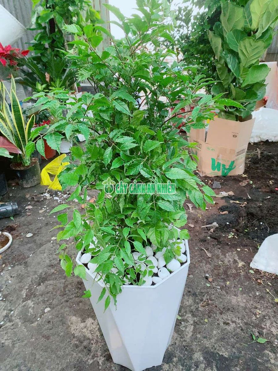 Chậu Cây Đinh Lăng Lá Lớn