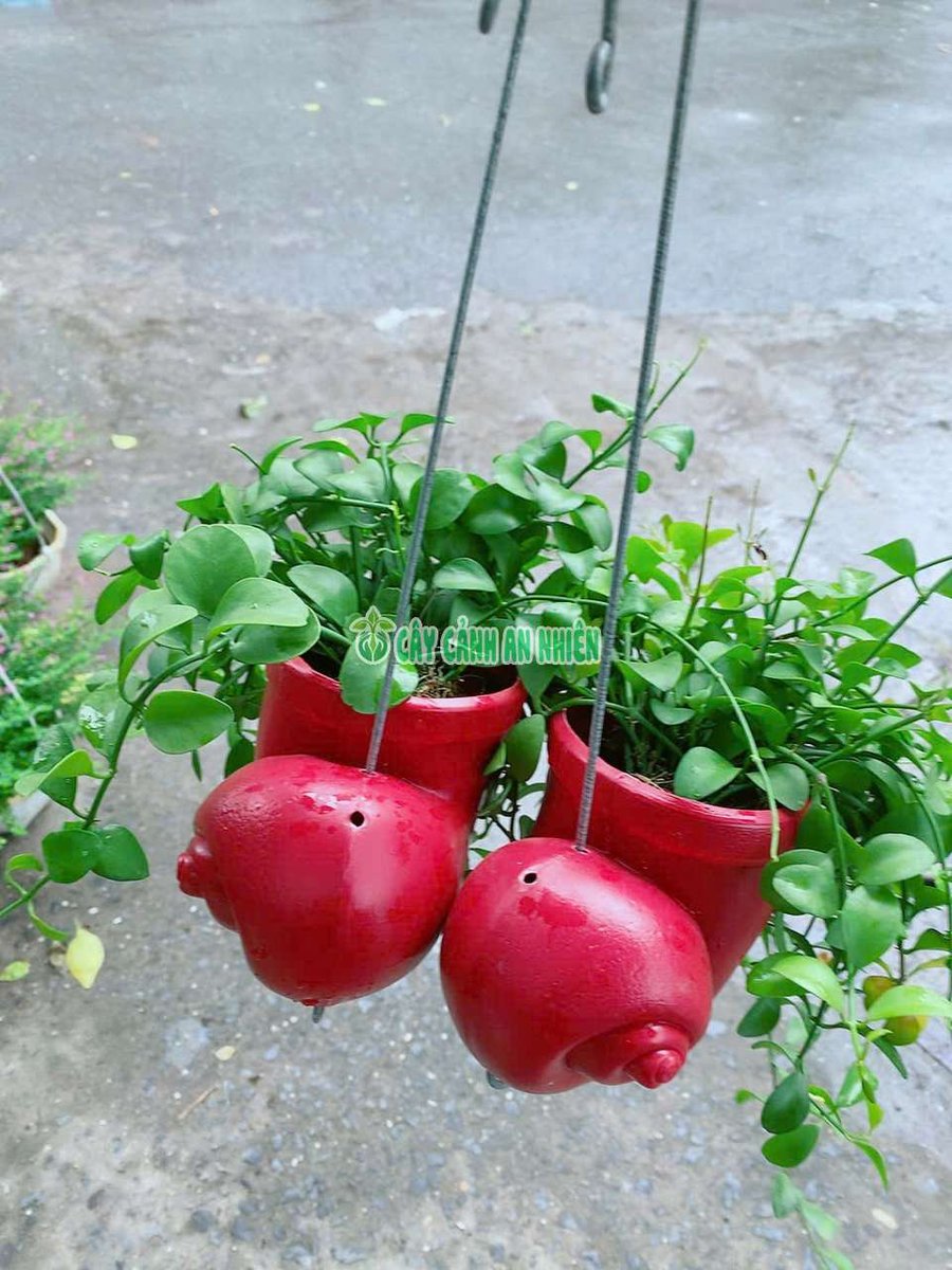 Một Chậu Đô La Vỏ Ốc Treo