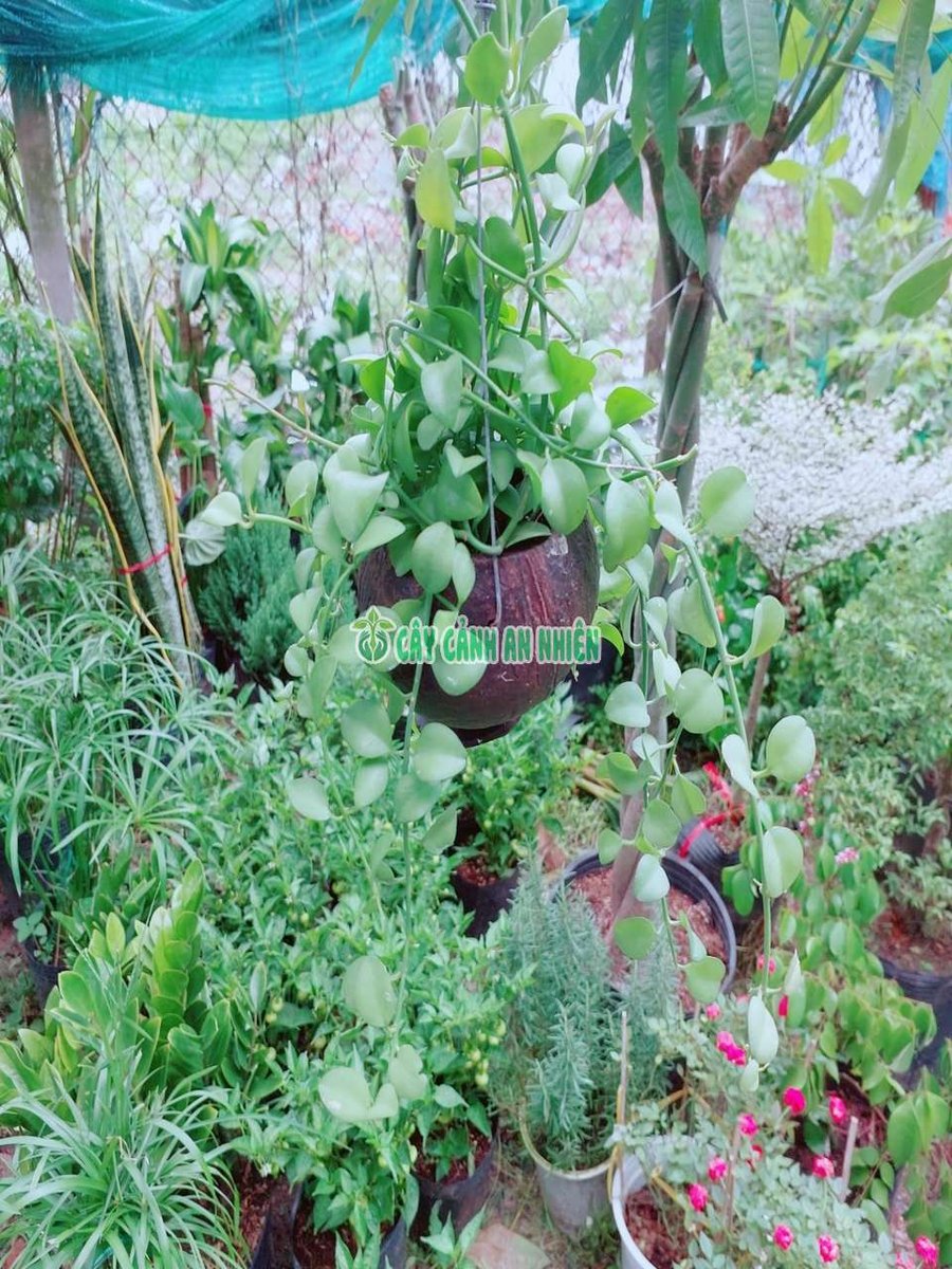 Chậu Đô La Vỏ Dừa Treo